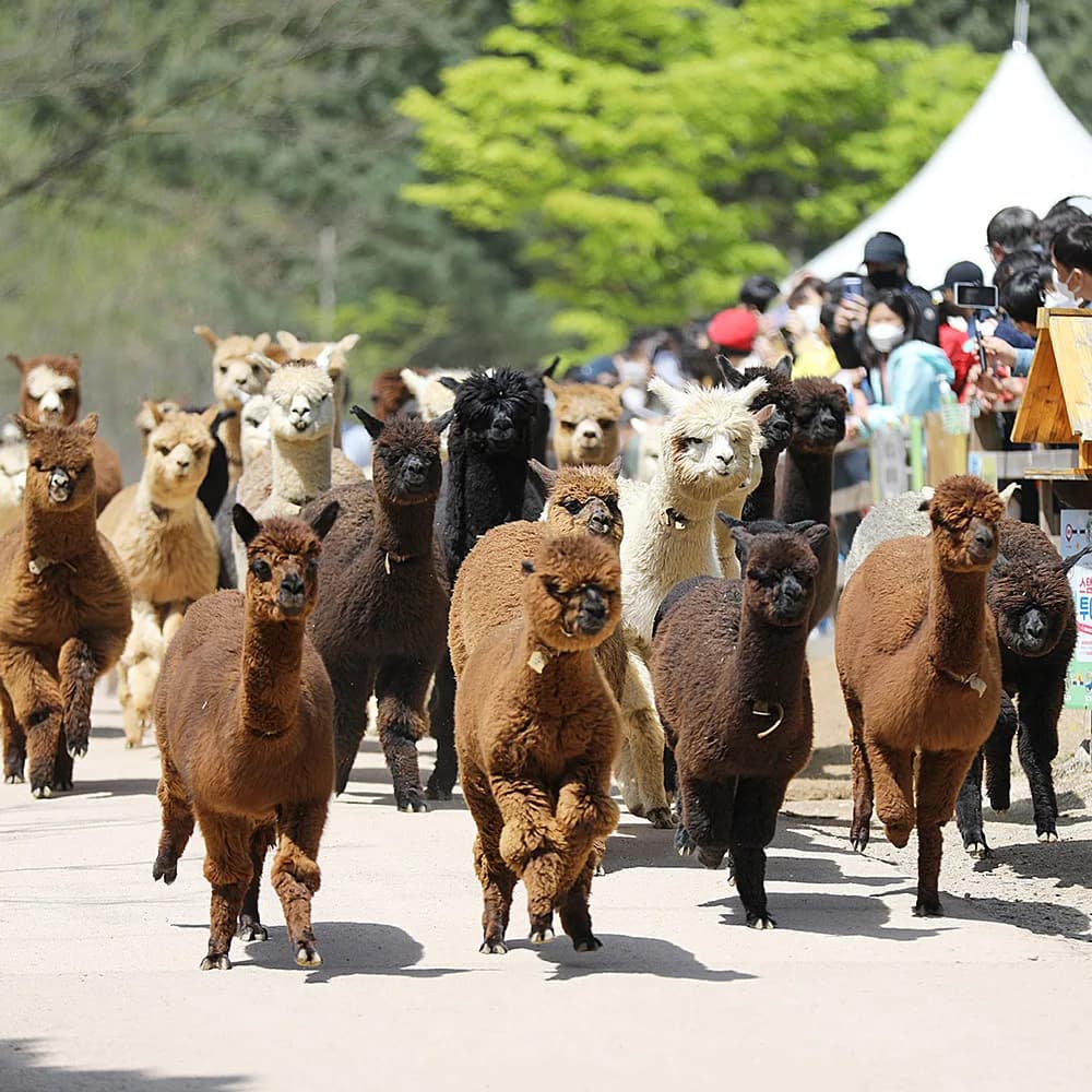 Alpaca World in Hongcheon, specialty coffee cafe