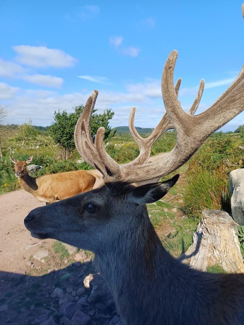 Bainloch Deer Park in Dumfries, specialty coffee cafe