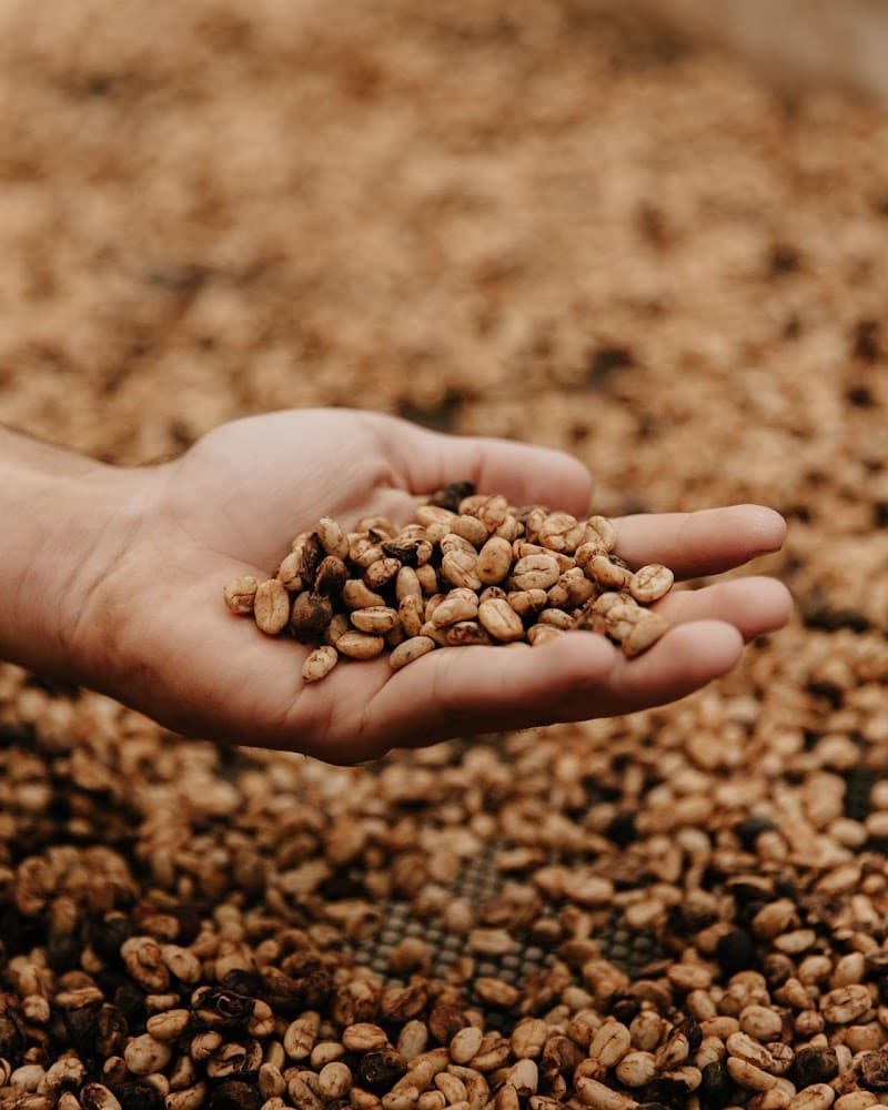 Bellingham Coffee Roasters in Bellingham, specialty coffee roaster
