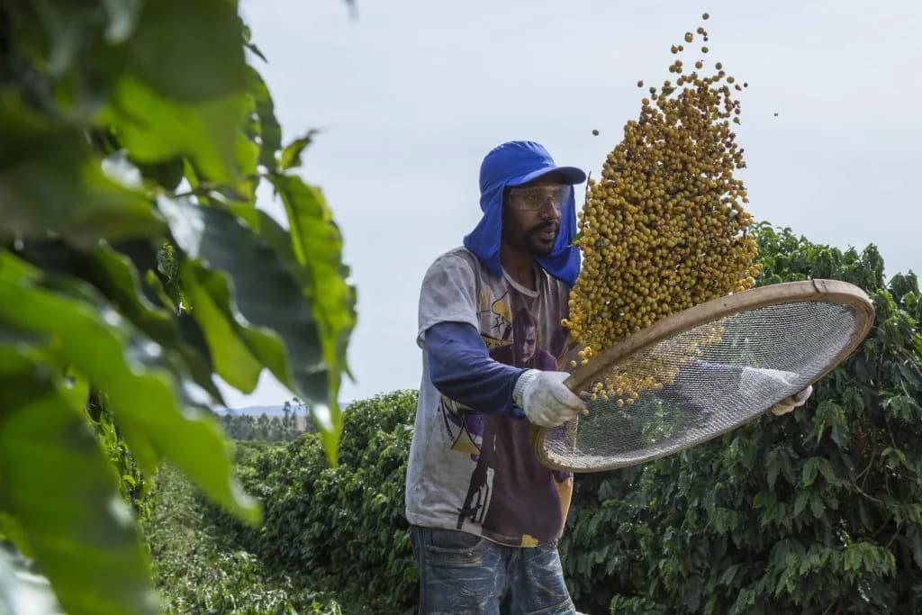 brazil sul de minas, brazil coffee from the kaffeeklatsch