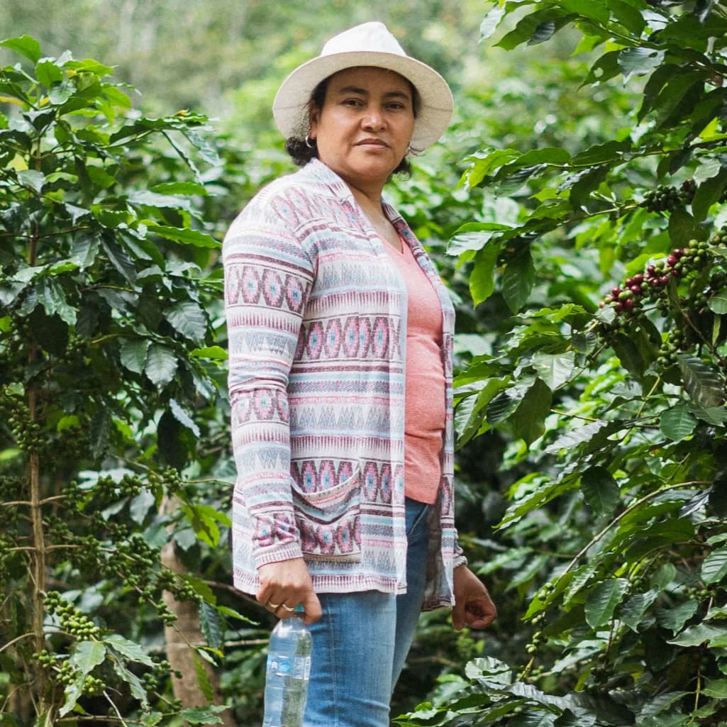 fincas el cerquín del portillo, honduras + el salvador coffee from caribe coffee co. roastery