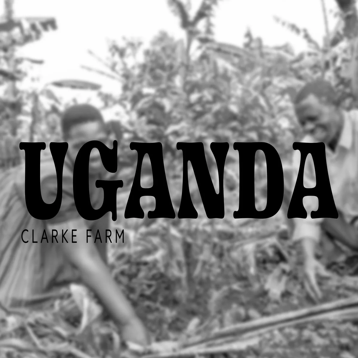 uganda clarke's farm, uganda coffee from deluxe coffeeworks roastery & espresso bar