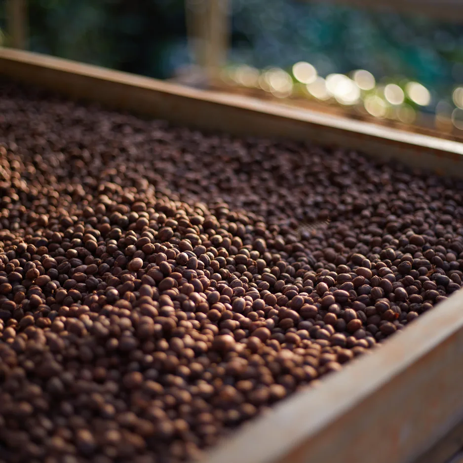 banko gotiti natural - raw green coffee - ethiopia, ethiopia coffee from transcend coffee and roastery