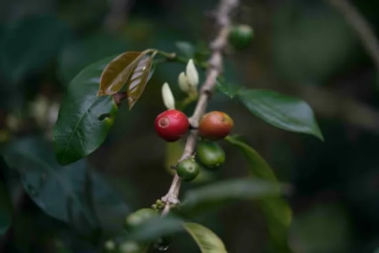 colombia ep excelso, colombia coffee from cafe typica small batch roasters