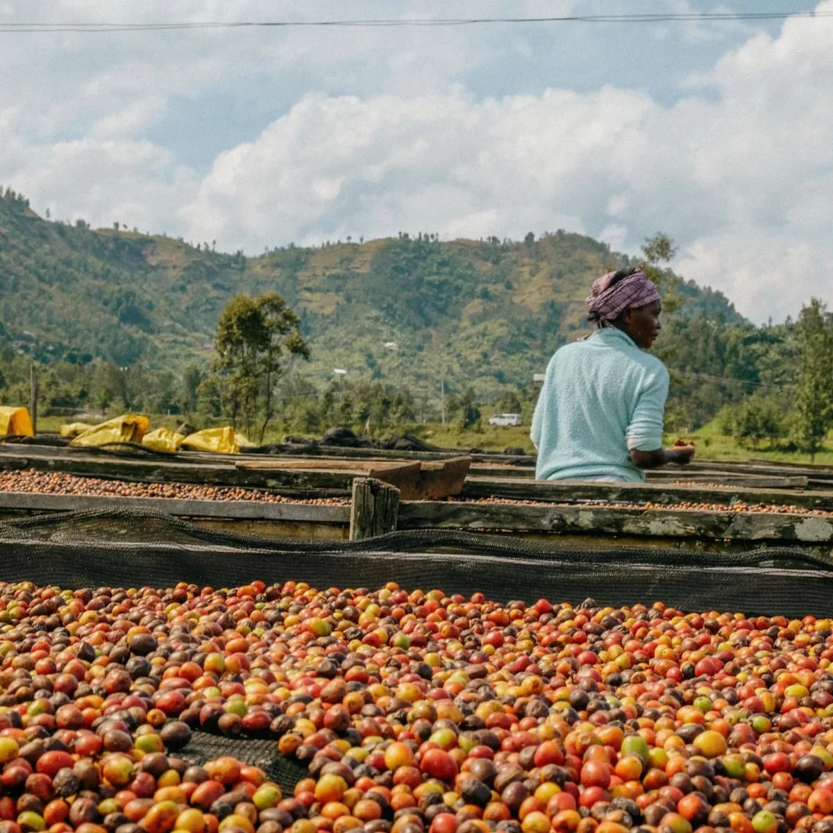 rwanda - karambi, rwanda coffee from golden sheep coffee