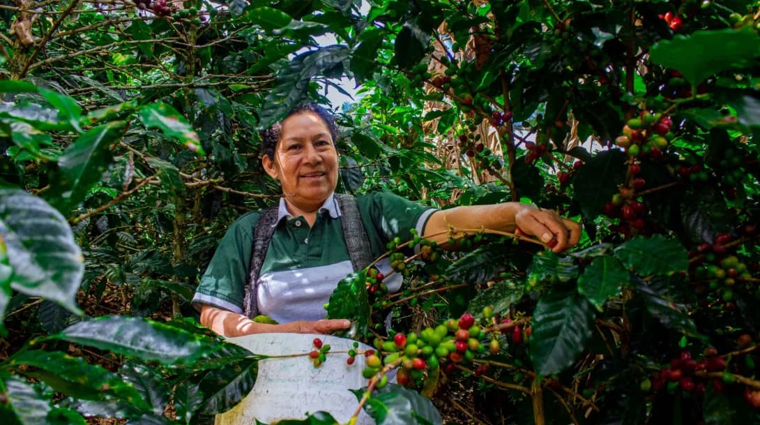 | peru arabica la prosperidad | tangerine, pruim en chocolade, peru coffee from koffiebranderij gebrand op smaak