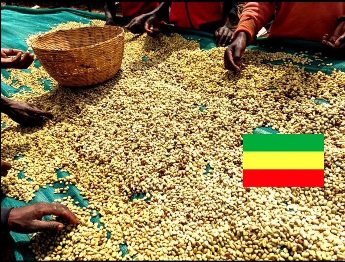【ethiopia】エチオピア イルガチェフェ コチャレ ナチュラル 100g~, ethiopia coffee from セイコードー・コーヒー