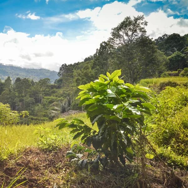 sulawesi, indonesia coffee from cafe moto