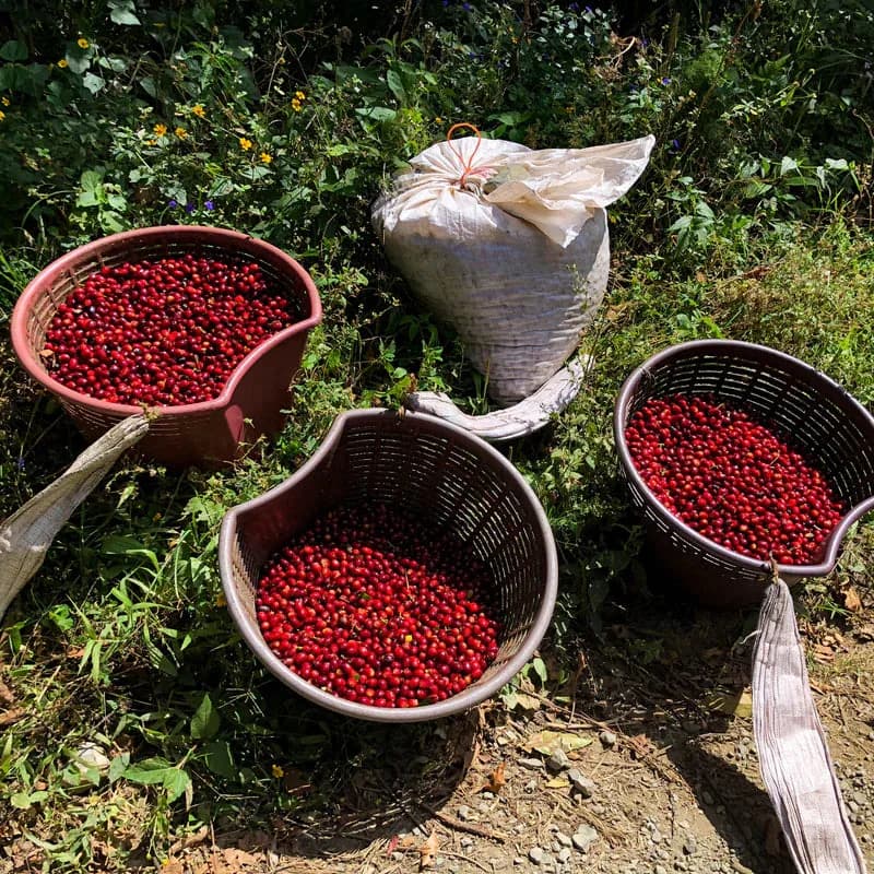 panama geisha hacienda la esmeralda (private collection) 80g, panama coffee from java roastery