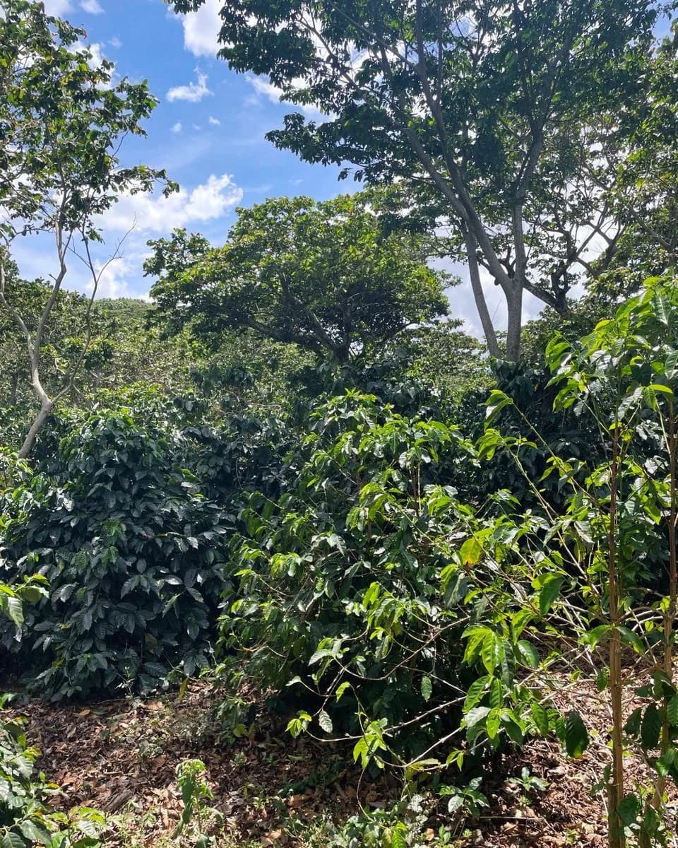 guatemala | santa rosa, guatemala coffee from cabana coffee roasters