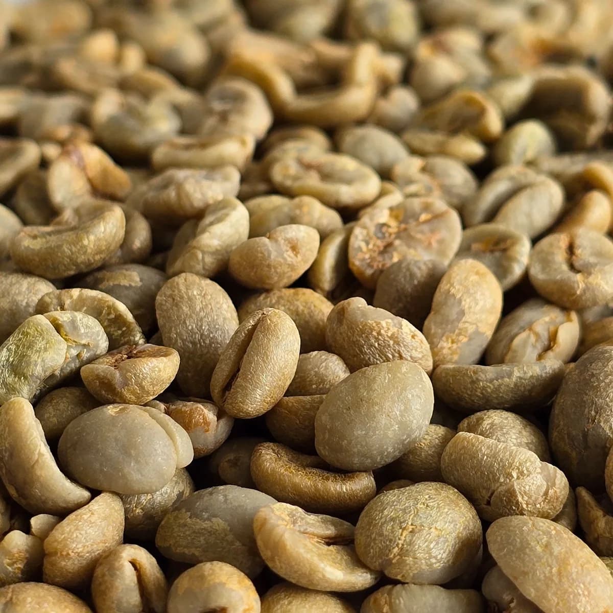 brazil cerrado unroasted green coffee beans 1kg, brazil coffee from chiasso coffee roasters