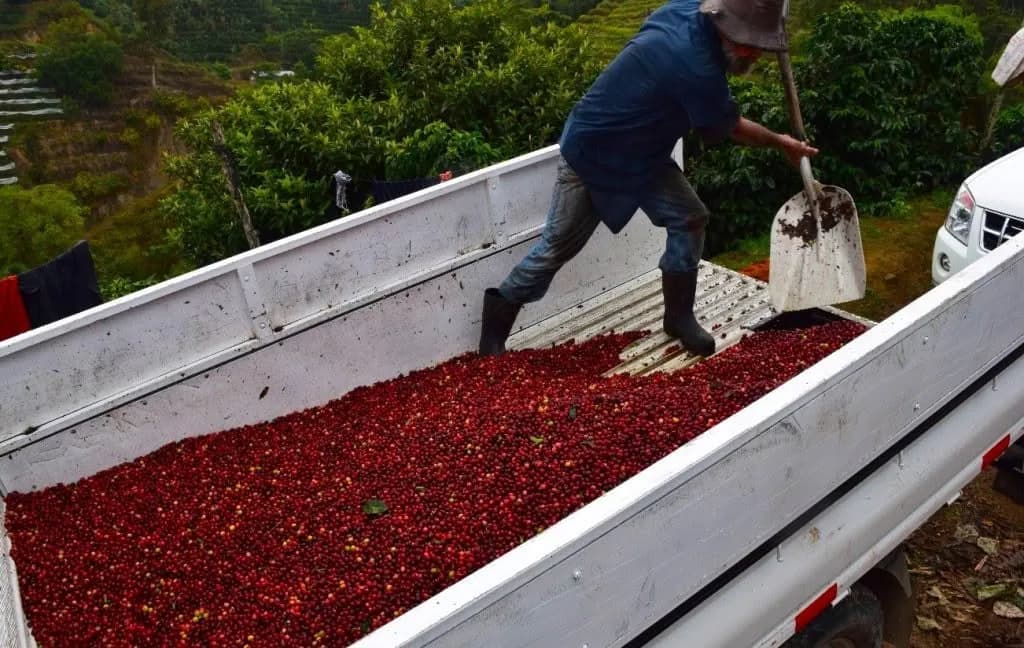 ⚡new⚡ costa rica don claudio shb ep, costa rica coffee from lucas coffee roasters