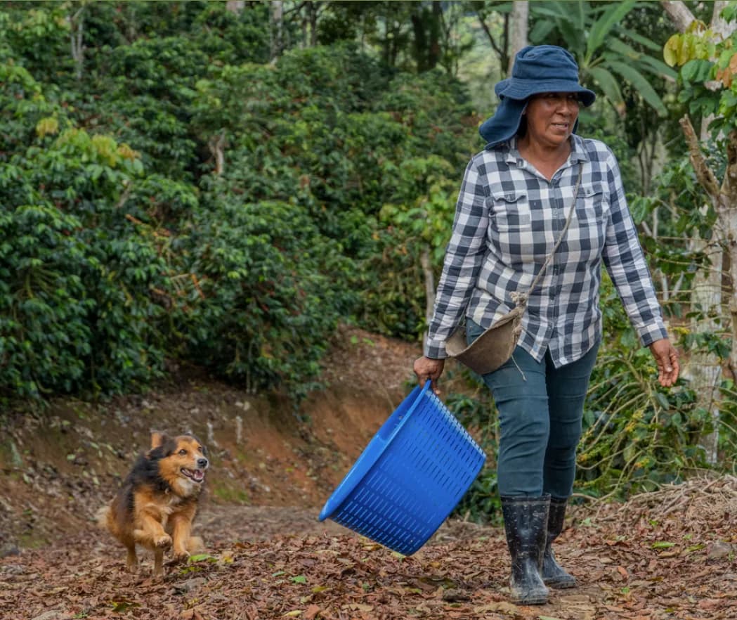costa rica brunca chirripo, costa rica coffee from short sleeves coffee