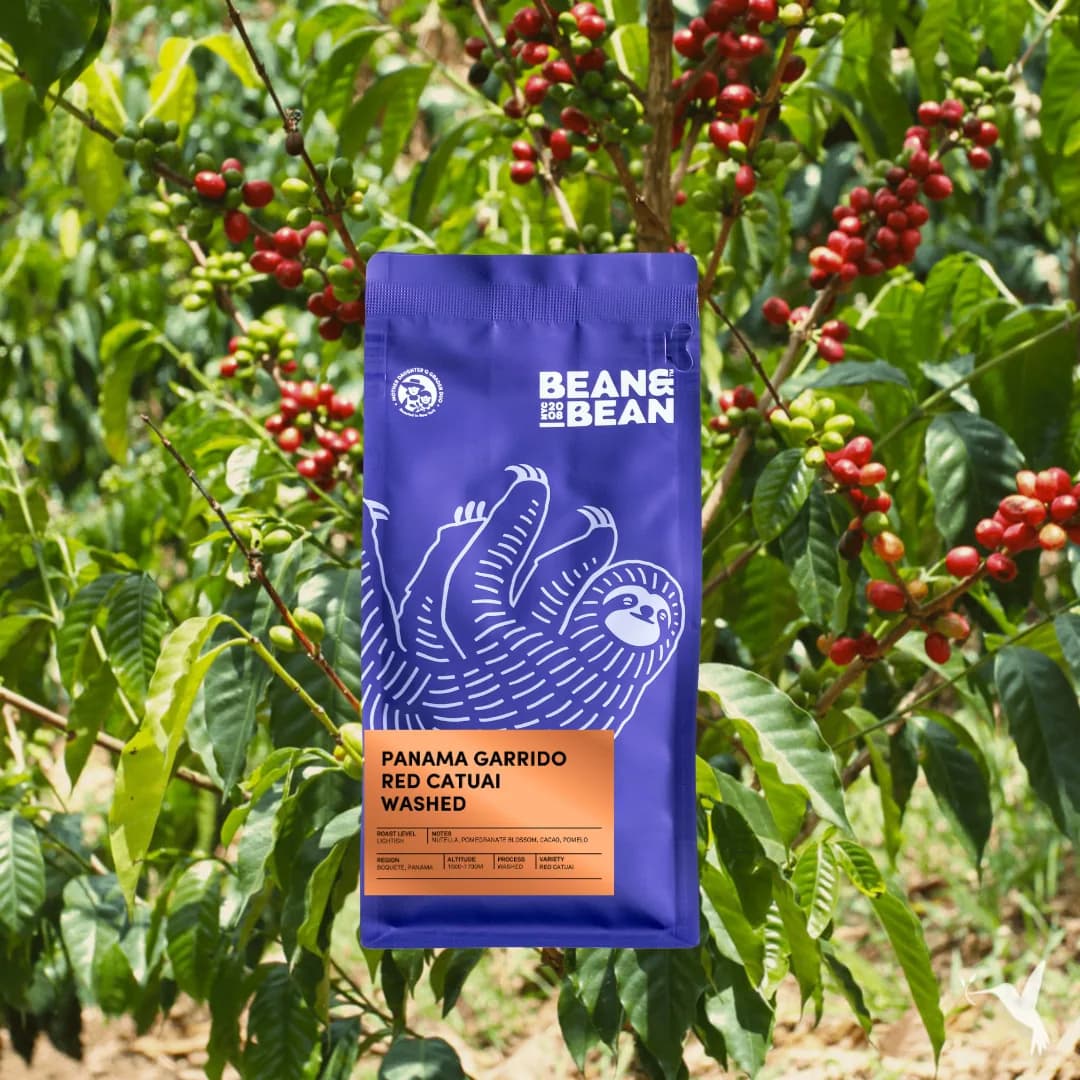 panama garrido red catuai washed, panama coffee from bean & bean queens — roastery & cafe