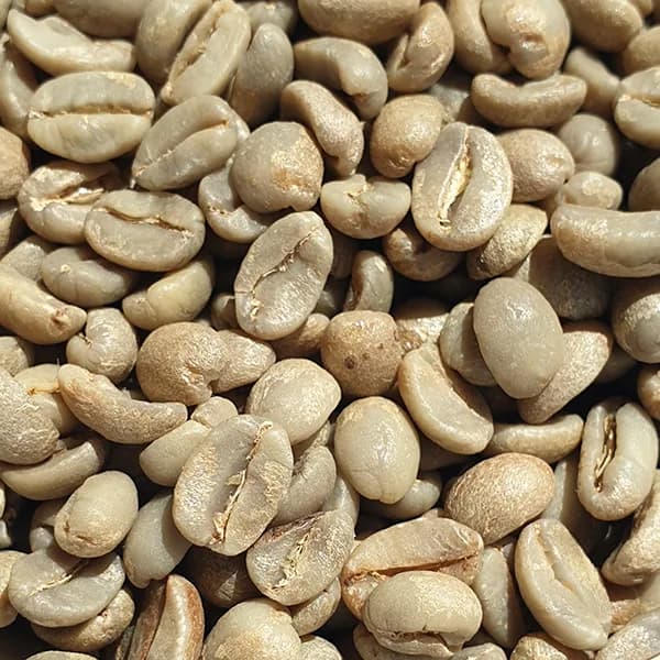 el salvador monte sion estate green coffee beans 1kg, el salvador coffee from chiasso coffee roasters