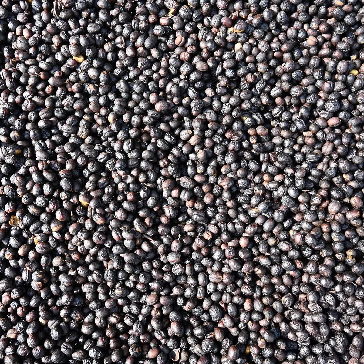 guatemala finca la hermosa gesha natural, guatemala coffee from bellas coffee lab roastery