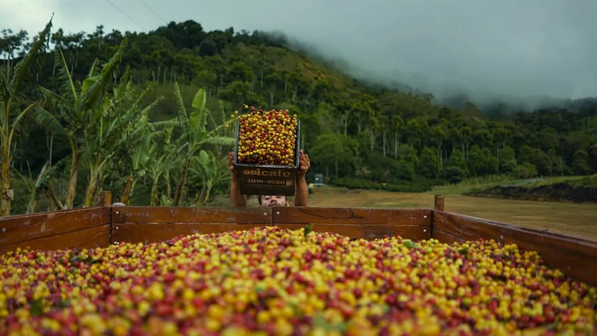 costa rica santa maria de dota, costa rica coffee from the kaffeeklatsch