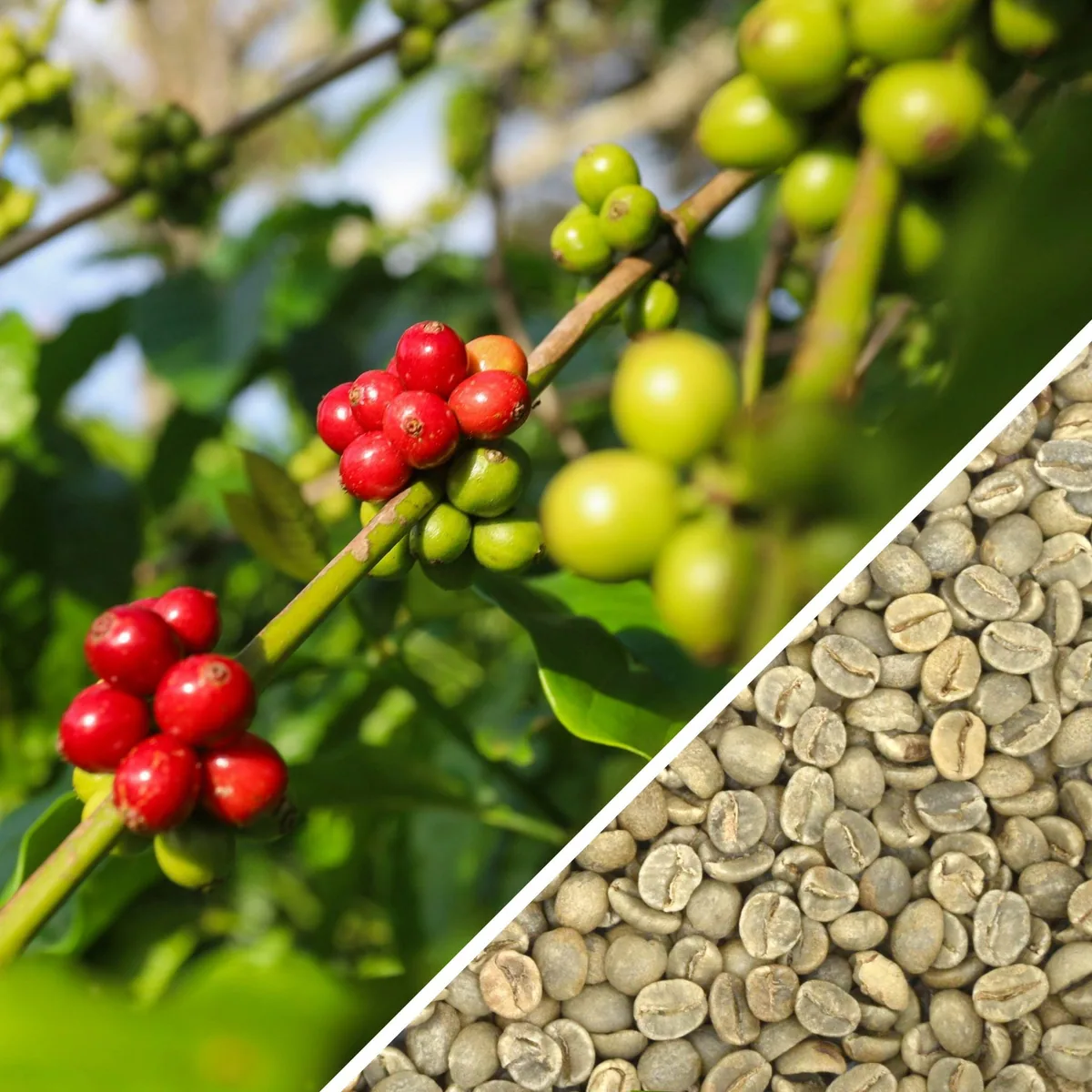 tanzania aa - green coffee, tanzania coffee from terra coffee and tea ltd