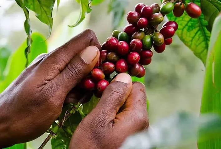 papua new guinea washed, papua new guinea coffee from kean coffee