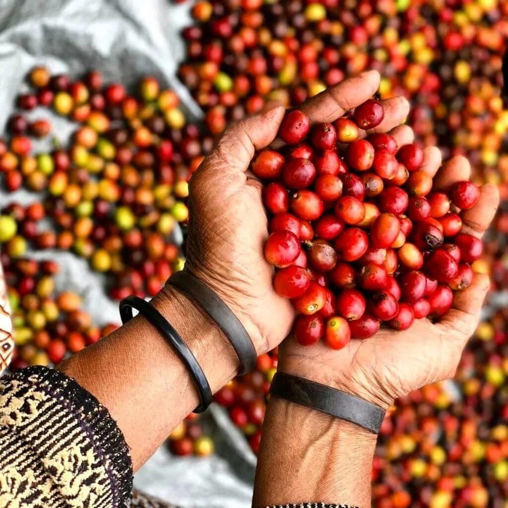timor leste - aileu - filter roast, costa rica coffee from double roasters cafe