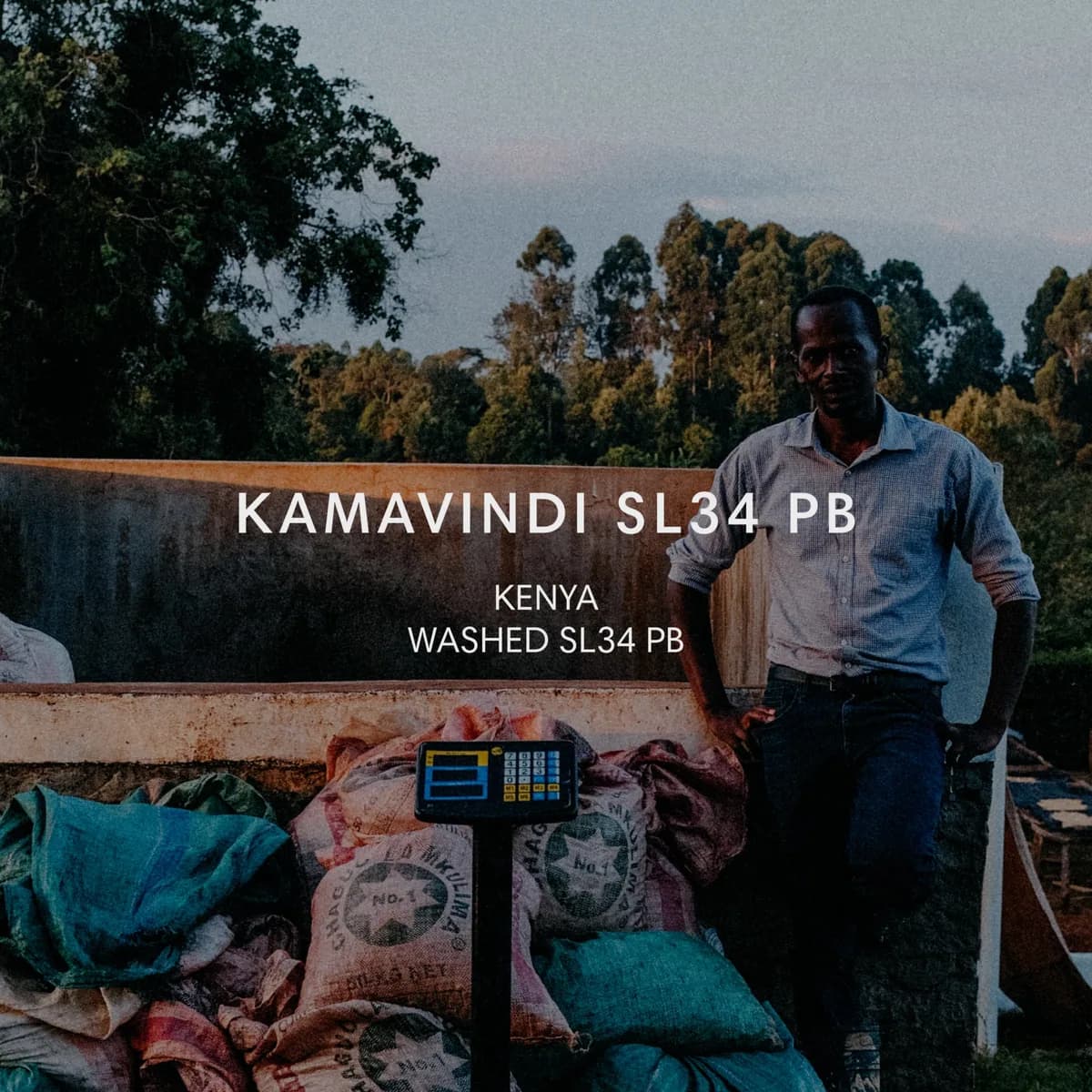 kamavindi sl34 pb, kenya coffee from mazelab