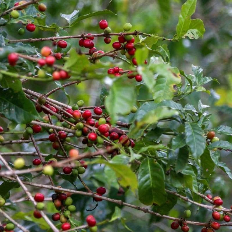äthiopien | halo beriti, ethiopia coffee from cabana coffee roasters