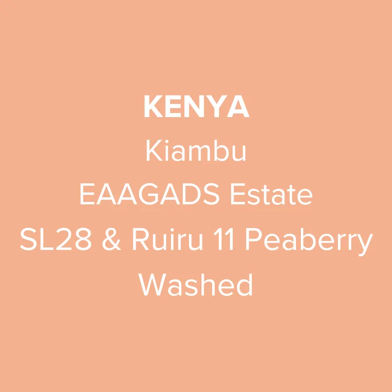 kenya kiambu eaagads estate sl28 & ruiru 11 peaberry washed pb top, kenya coffee from oma coffee roaster