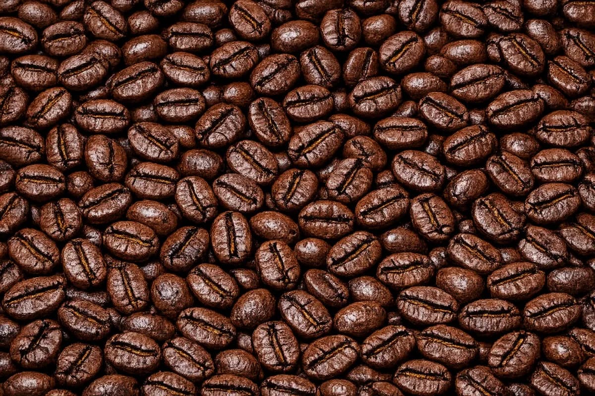 abyssinia roasted coffee beans, indonesia + sumatra coffee from pt. indonesia specialty coffee