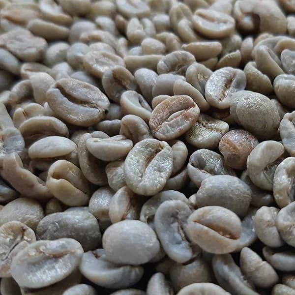 brazil samba reserve unroasted green coffee beans 1kg, brazil coffee from chiasso coffee roasters