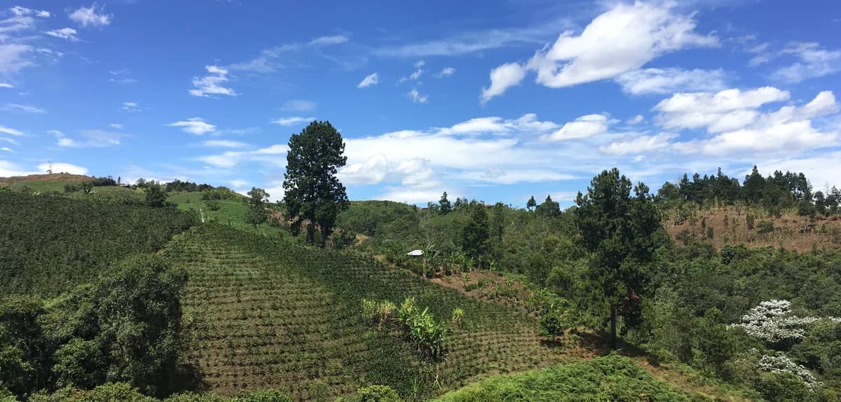 colombia excelso medium roast, colombia coffee from java roastery