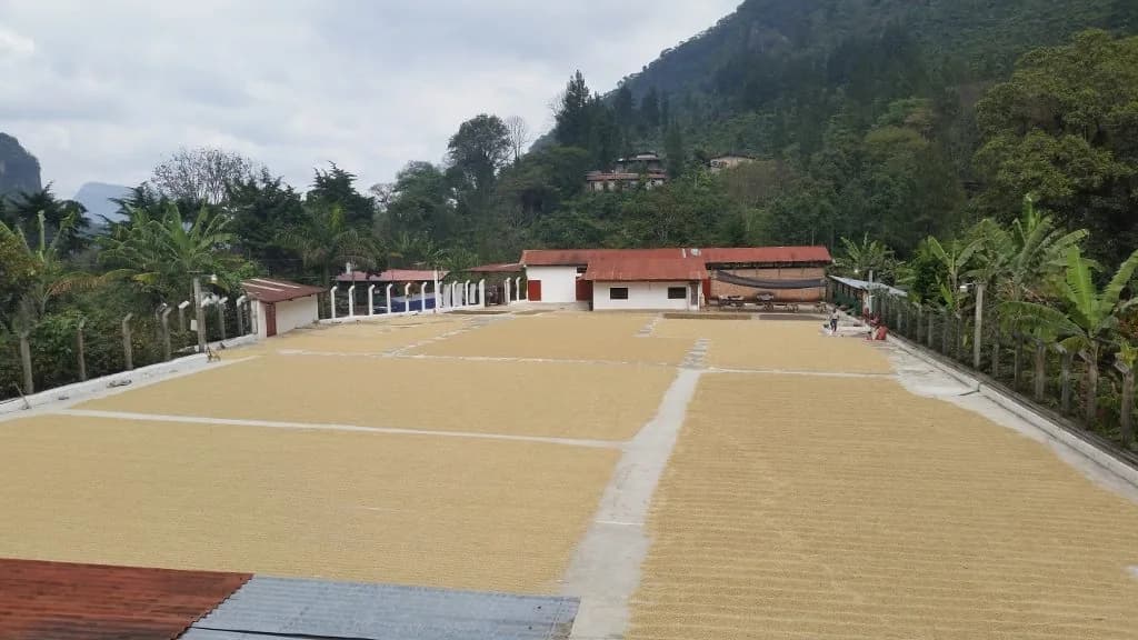 ⚡new⚡ guatemala huehuetenango el matasano shb ep, guatemala coffee from lucas coffee roasters