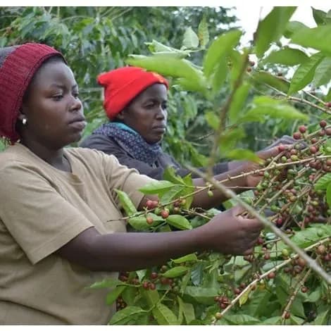 rwanda sholi co-op single mothers' project fully washed, rwanda coffee from bellas coffee lab roastery