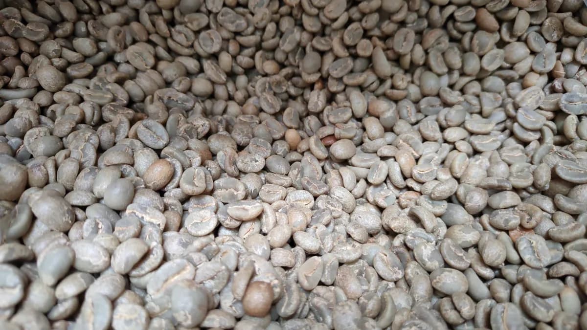 costa rica hermosa - unroasted green coffee, costa rica coffee from copper coffee roasters