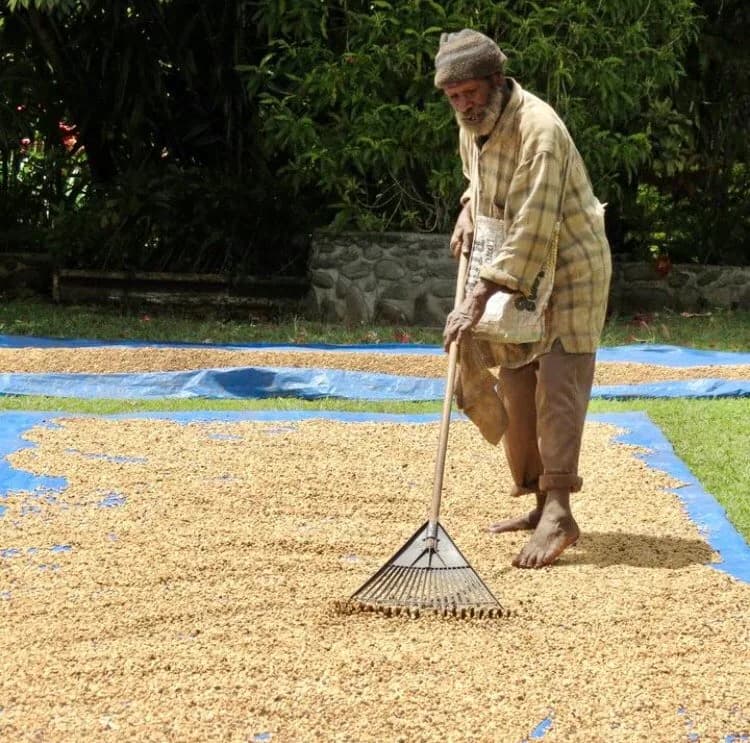 ⚡new⚡ papua new guinea(png) ulya estate, papua new guinea coffee from lucas coffee roasters