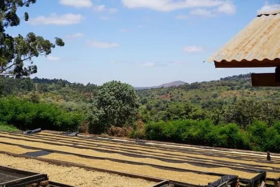 tanzania pb luyombe, tanzania coffee from cafe typica small batch roasters
