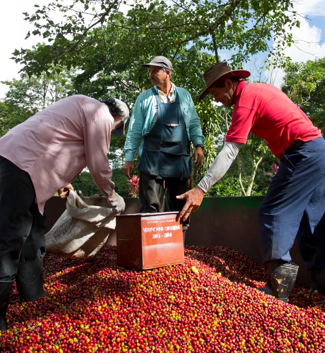 costa rica - cerro san luis - filter, costa rica coffee from cubbyhouse coffee