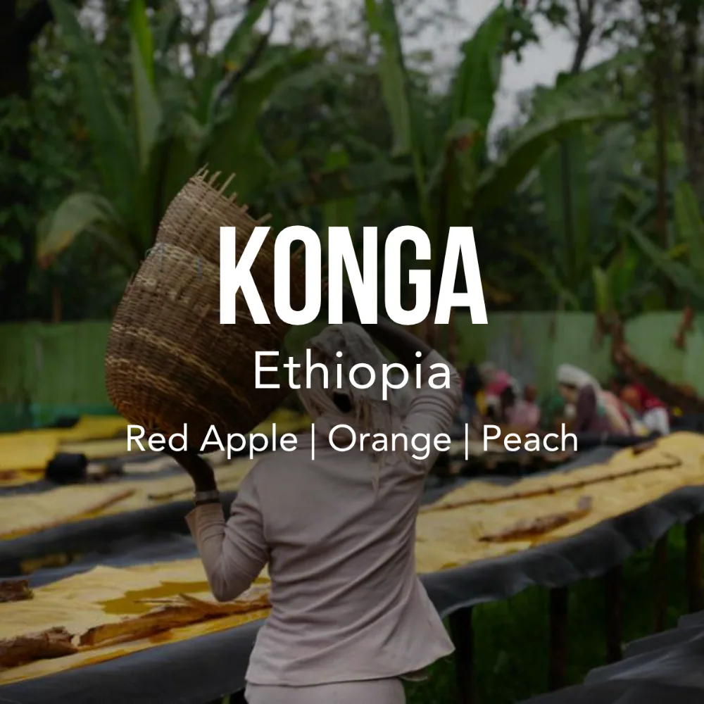 ethiopia konga, ethiopia coffee from excelso coffee