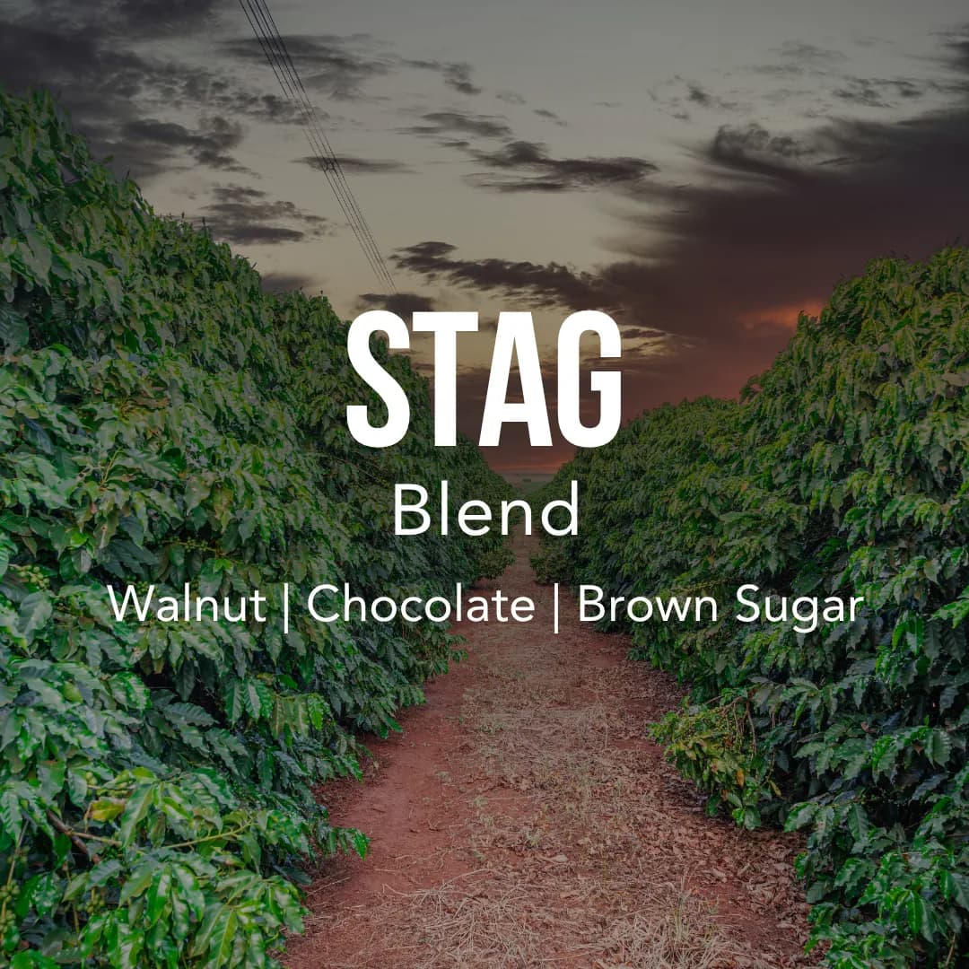 stag blend, brazil + nicaragua coffee from excelso coffee