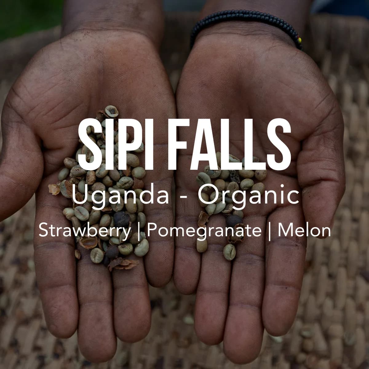 uganda sipi falls - organic, uganda coffee from excelso coffee