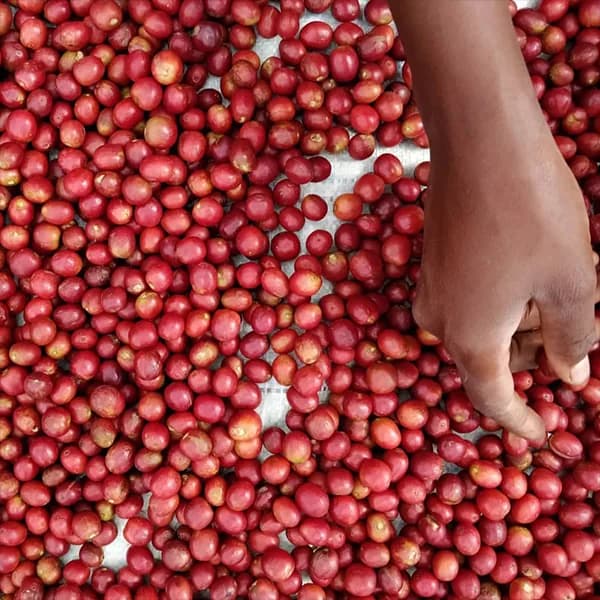 ethiopia sidama guji washed, ethiopia coffee from kean coffee
