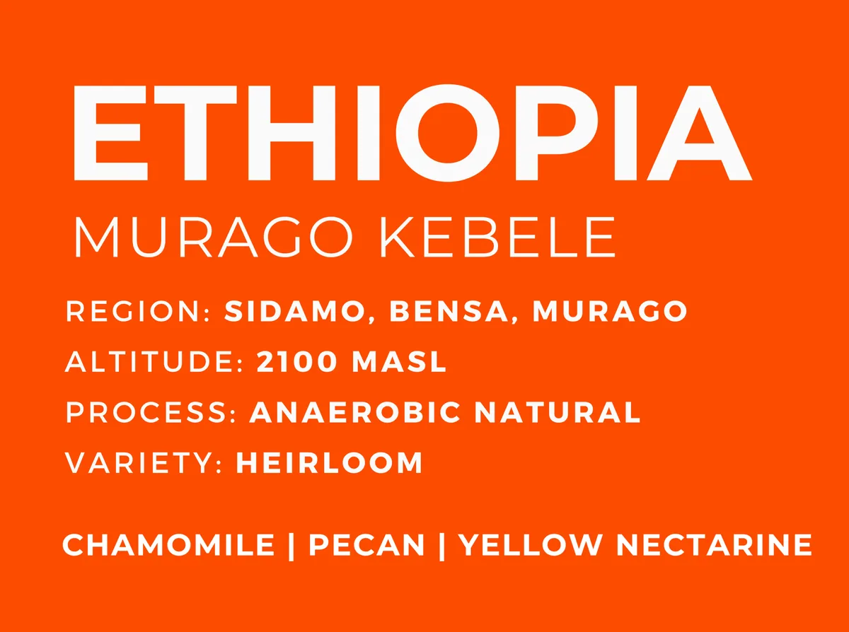 ethiopia murago kebele, ethiopia coffee from patio coffee roasters