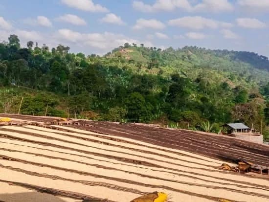 äthiopien | shale, ethiopia coffee from cabana coffee roasters