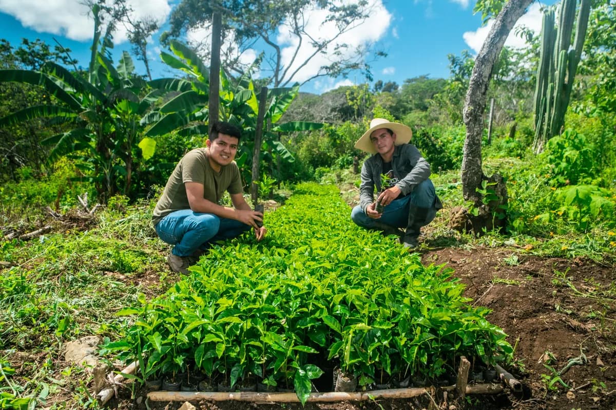 querofinca - peru, peru coffee from the fix coffee roasters