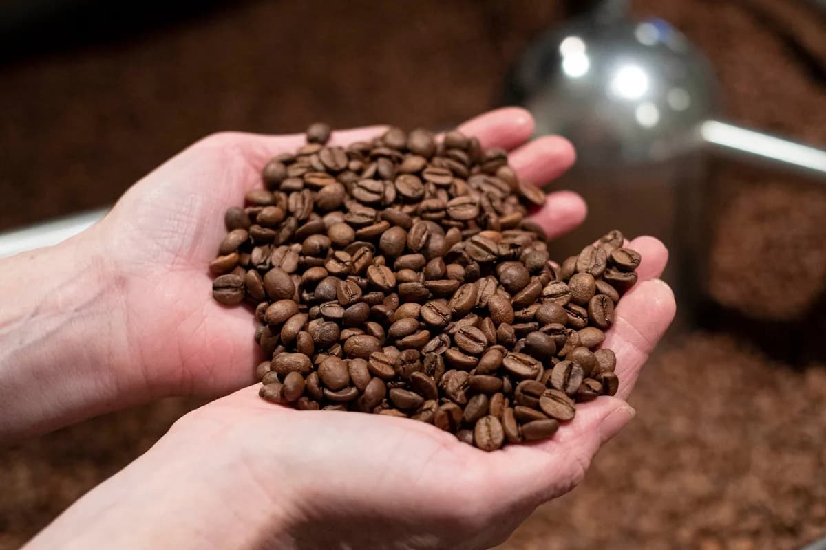 sca - introduction to coffee, ethiopia coffee from dear green coffee roasters