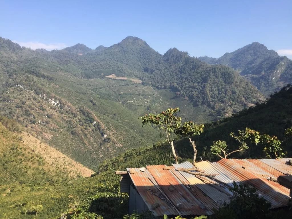 guatemala huehuetenango, guatemala coffee from short sleeves coffee