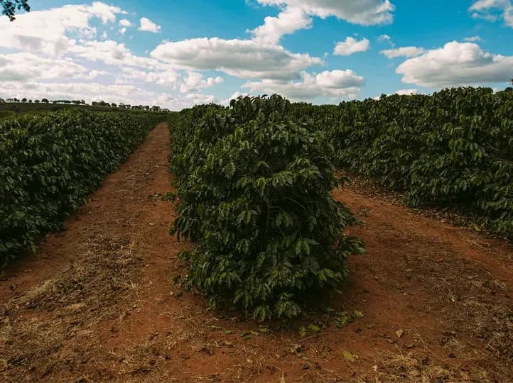 brazil eagle monte carmelo, brazil coffee from bellas coffee lab roastery