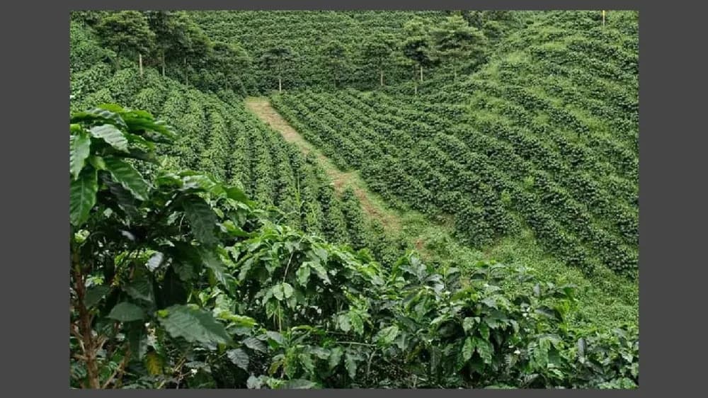 colombia tolima honey process, colombia coffee from kean coffee