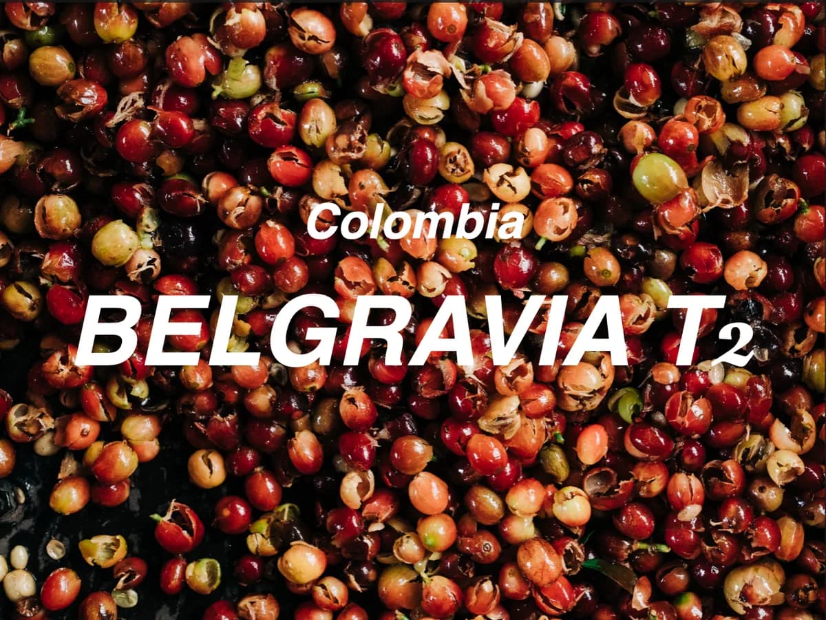 哥倫比亞 寶格麗亞莊園 t2 水洗 (colombia finca belgravia t2 washed), colombia coffee from moonshine coffee roasters | 私釀咖啡商行 (敦南旗艦店)