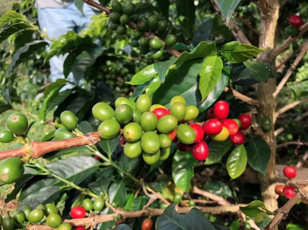 colombia campo hermoso wush wush espresso, colombia coffee from passport specialty coffee