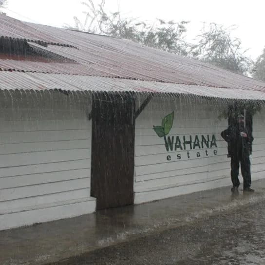 indonesia wahana graha longberry washed arabica green coffee beans (1kg), indonesia coffee from pennine tea & coffee ltd